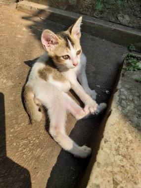 A cute kitten is basking in the warm morning sun 