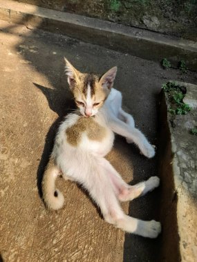 A cute kitten is licking its body or grooming and basking in the warm morning sun 