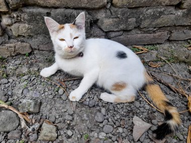 This white female cat is striped or commonly called a calico cat is sitting on the ground, the fur is very soft, the calico cat has many myths or beliefs in society.