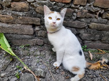 This white female cat is striped or commonly called a calico cat is sitting on the ground, the fur is very soft, the calico cat has many myths or beliefs in society.