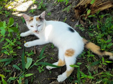 This white female cat is striped or commonly called a calico cat is sitting on the ground, the fur is very soft, the calico cat has many myths or beliefs in society.