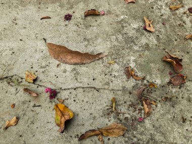  The dry brown leaves fell on the concrete floor. 