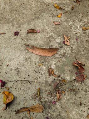 The dry brown leaves fell on the concrete floor. 
