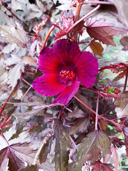 Hibiscus acetosella or red-leafed cranberry hibiscus flower is a plant whose leaves can be used as tea and are used as herbal medicine.