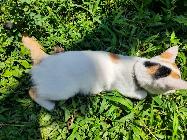 This white female cat is striped or commonly called a calico cat is sleeping on the green grass, the fur is very soft, the calico cat has many myths or beliefs in society.