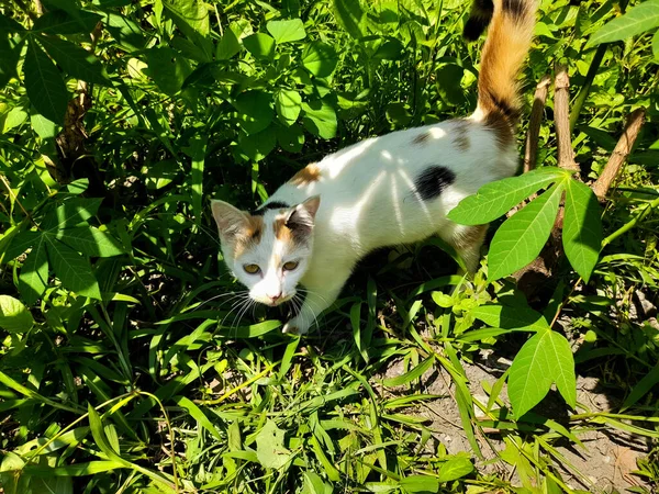 This white female cat is striped or commonly called a calico cat is standing on the green grass, the fur is very soft, the calico cat has many myths or beliefs in society.