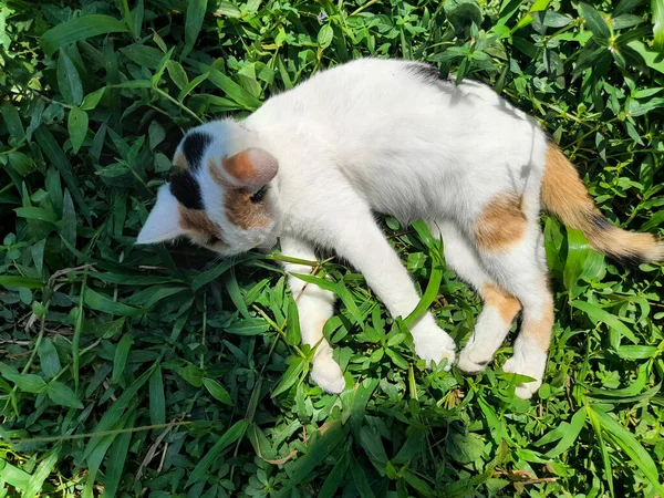 This white female cat is striped or commonly called a calico cat is sitting on the green grass, the fur is very soft, the calico cat has many myths or beliefs in society.