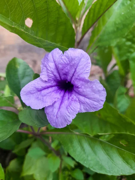 Purple golden flower or Ruellia tuberosa L with green leaves, has many health benefits, namely medicine from various diseases. This plant is often found in the yard around the house.