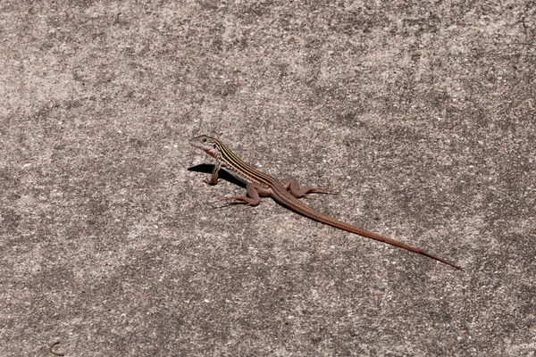 Texas Six Lined Race Runner Lizard — 스톡 사진