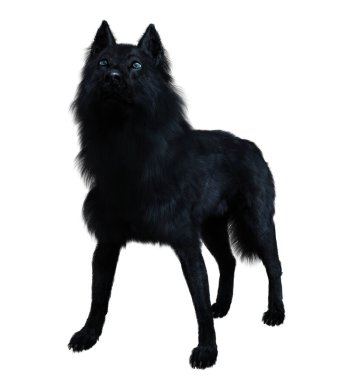 Dark black wolf 3D render