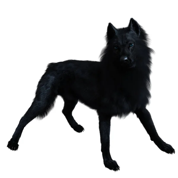 Dark Black Wolf Render — Foto de Stock