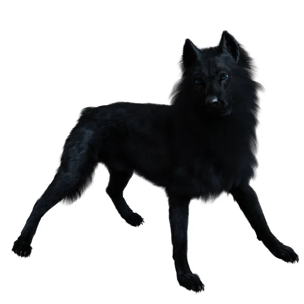 Dark black wolf 3D render