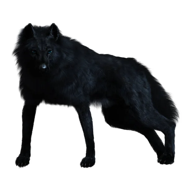 Dark Black Wolf Render — 图库照片