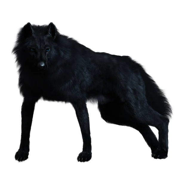 Dark black wolf 3D render