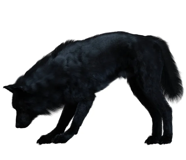 Dark black wolf 3D render