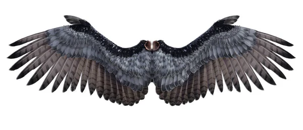 Angel wings 3D render