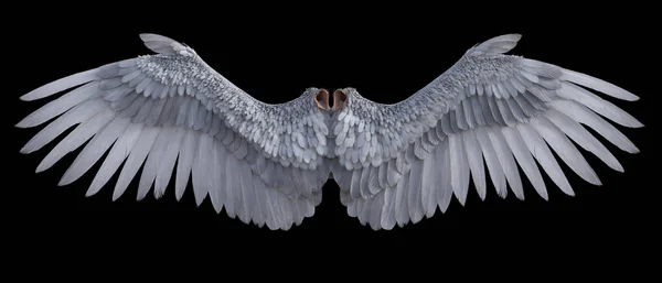 Angel wings 3D render