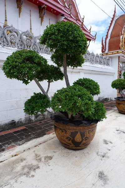 Potted Plant Located Temple — Fotografia de Stock