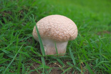 naturally occurring mushrooms on green grass.