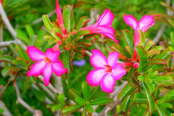 pink flowers, dark pink flowers border and green leaves.