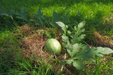 The baby watermelon was born on the grass. sunlight shines through