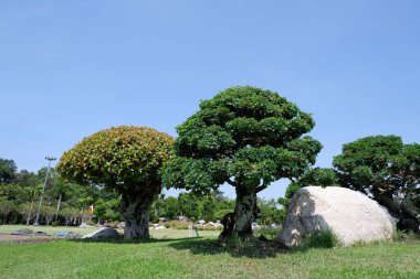 A banyan tree that has been trimmed into a canopy. It was planted near a large rock on a lawn.