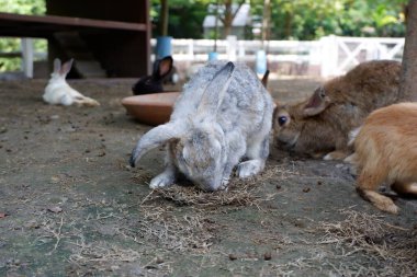 The activities of the rabbit and his friends include eating, walking.