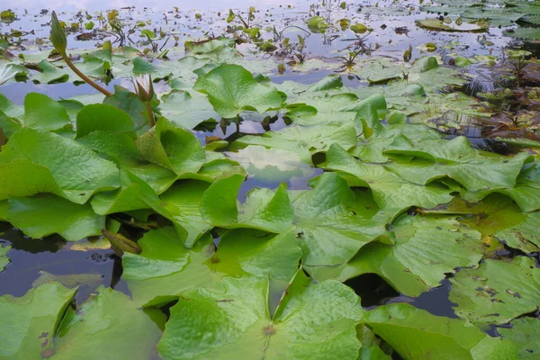 Lotus leaf ponds and lotus flowers arise on the water.