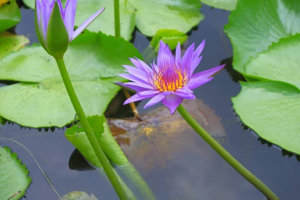 A purple lotus in full bloom with green lotus leaves on the water surface.