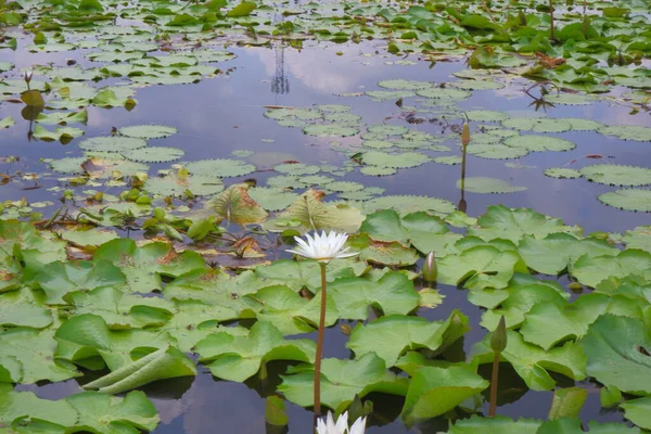 Lotus leaf ponds and lotus flowers arise on the water.