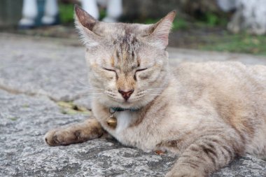 Kahverengi kedi betonun üzerinde yatıyor