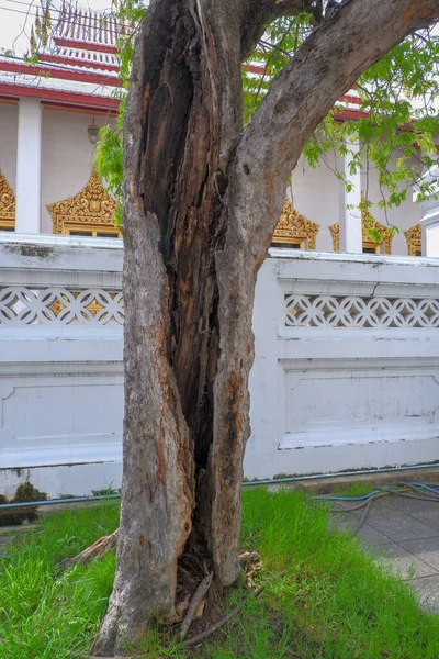 Arbre Incomplet Dans Partie Tronc Devient Poteau Fond Est Temple — Photo