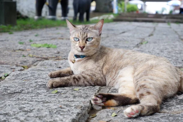 棕色的猫躺在混凝土上 — 图库照片