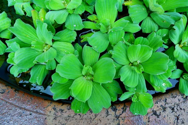 Anatra Verde Galleggiante Sulla Superficie Dell Acqua Bordi Cemento Curvato — Foto Stock