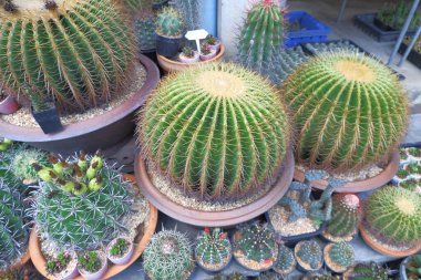 Altın Fıçı Kaktüsü çömlekler ve küçük ve büyük kaktüsler..