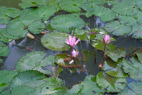 lotus leaf and lotus flower on the water surface