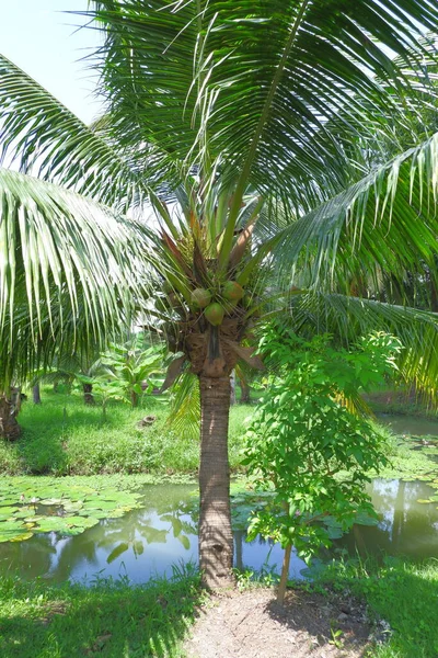코코넛을 코코넛 나무입니다 근처에서 — 스톡 사진