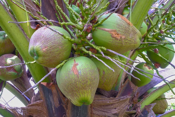 Крупный План Кокоса Большой Зеленый Шар Кокосовом Дереве — стоковое фото