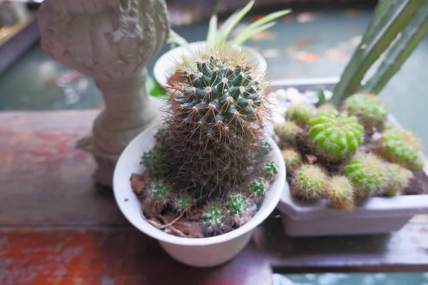 Cactus Cactus Verde Con Espinas Pequeñas Una Olla — Foto de Stock