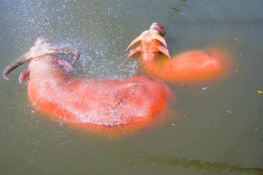 Tayland 'da su oynayan albino bufalo ve pembe bufalo..