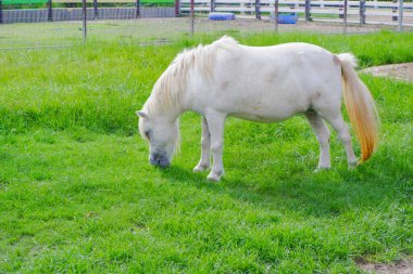 Beyaz tüylü, uzun kuyruklu kısa bacaklı bir at, lezzetli bir şekilde ot yiyor..