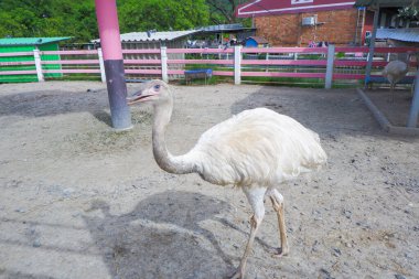 Beyaz tüylü devekuşu hayvanat bahçesinin çitlerinde yürüyor..