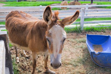 Hayvanat bahçesinde duran küçük sıska at..
