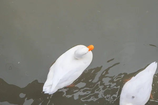 Pato Penas Brancas Está Nadando Piscina — Fotografia de Stock