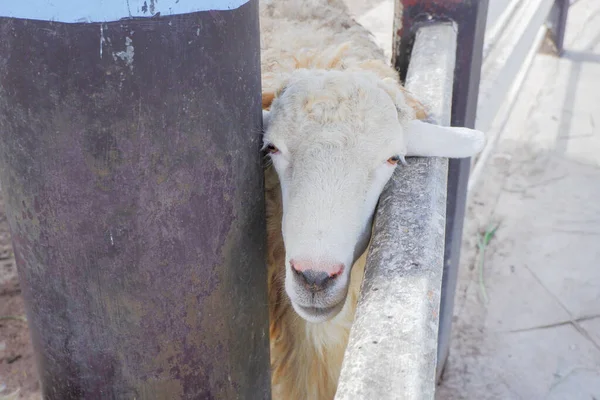 Ovelha Branca Macia Zoológico — Fotografia de Stock