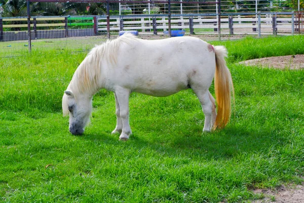 Cavalo Pernas Curtas Com Pêlo Branco Cauda Longa Está Comendo — Fotografia de Stock