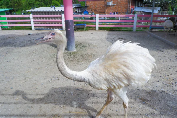 Avestruz Penas Brancas Caminhando Dentro Cerca Zoológico — Fotografia de Stock