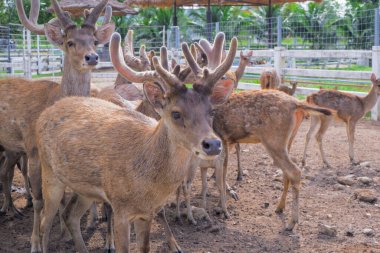 Güzel boynuzları olan kahverengi geyik hayvanat bahçesinde yerde duruyor..