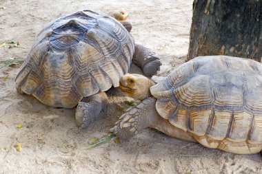 Karada özgürce yürüyen, bacaklarında büyük, kalın pulları olan dev bir kaplumbağa. Hayvanat bahçesindeki büyük kaplumbağa..