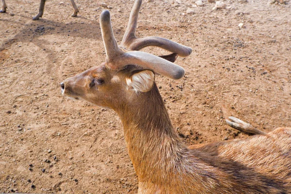 brown deer with beautiful horns standing on the ground inside the zoo.